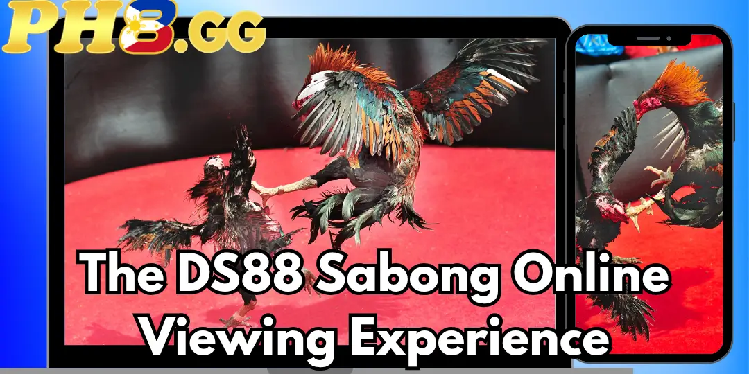 DS88 Sabong – Introduction to Online Cockfighting and Entertainment Viewing Ph8 2 The DS88 Sabong Online Viewing Experience